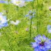 Nigella Sativa - The missing spice in your kitchen